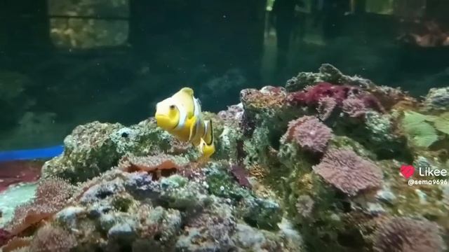 В поисках Немо)))