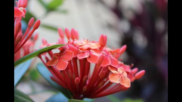 Trabalho Photoshop Anna E Bárbara