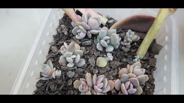 Graptoveria Debbie,  Suculenta De Muito Fácil Cultivo, Como Fazer Mudas E Muitas Outras Dicas.