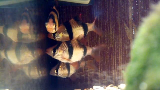 Суматранский барбус, или суматранский пунтиус (лат. Puntigrus Tetrazona)