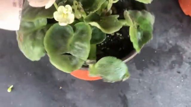 Mis Plantas De Interior #deco Minimalista