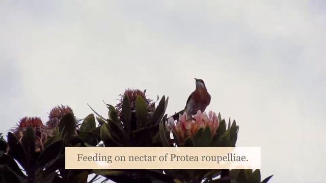 The Gurney's Sugarbird