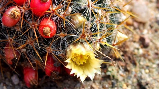 10 Plantas Suculentas Con Flor Preciosa