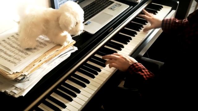 Мой ласковый и нежный зверь - Евгений Дога