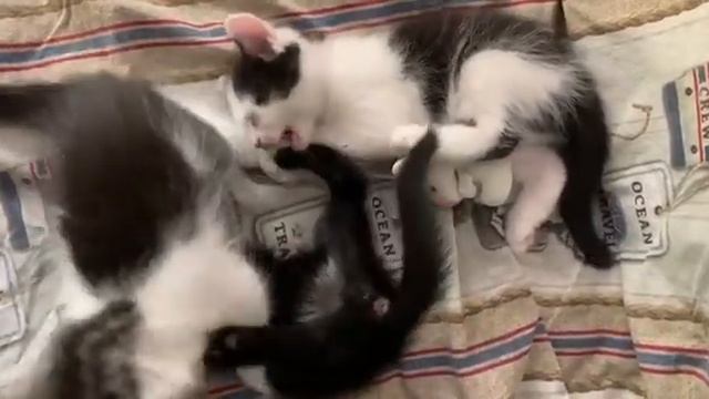 Маленькие котята играют. Помесь бенгала и ангоры.