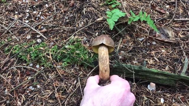 Грибы растут в конце октября! Белый гриб, рыжики, польские Грибы и шампиньоны!