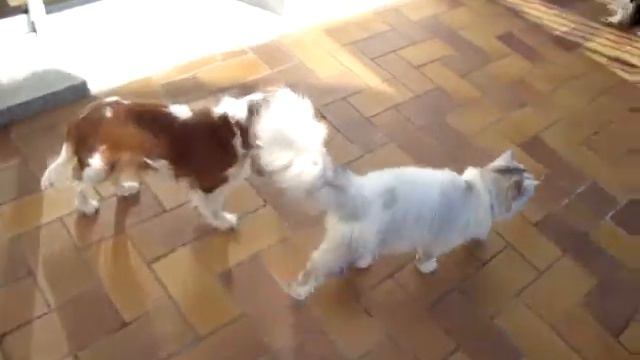 Photo 086.mpg Cavaliers King Charles Et Chat Persan