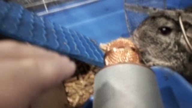 Шиншилла Питуня поёт песню про Семечки