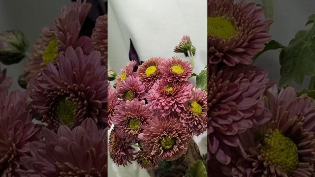 Корейская хризантема Терра Росса  #chrysanthemumflower #хризантема #цветы #черенкихризантемы
