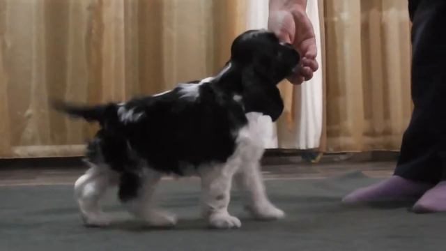 Пэппи,щенок ам. кокера продается.