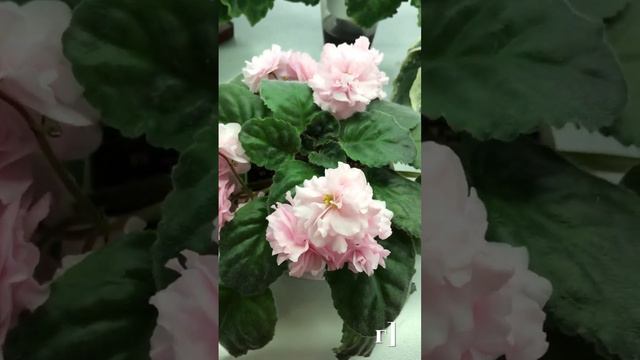 Узнайте об уникальных сортах цветущих розовых фиалок.  Часть 1 #сортовыефиалки #цветущиефиалки