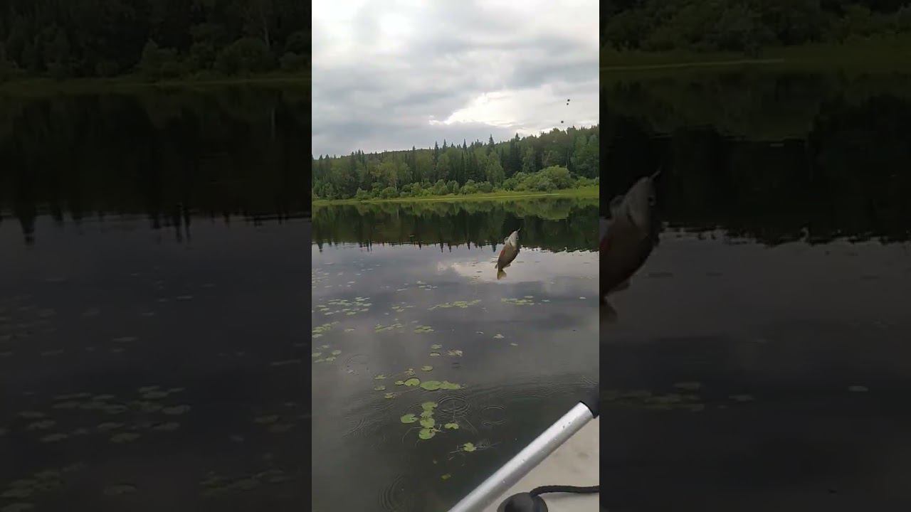 Окунь клюëт на каждом забросе!