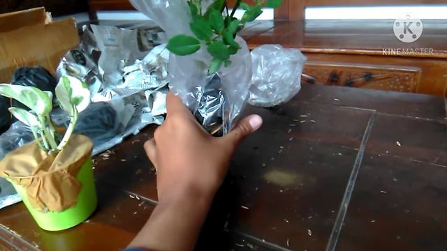 UNBOXING TANAMAN MAWAR IMPORT , GARDENIA DAN SIRIH VARIEGATA BESERTA TREATMENT SETELAH UNBOXING