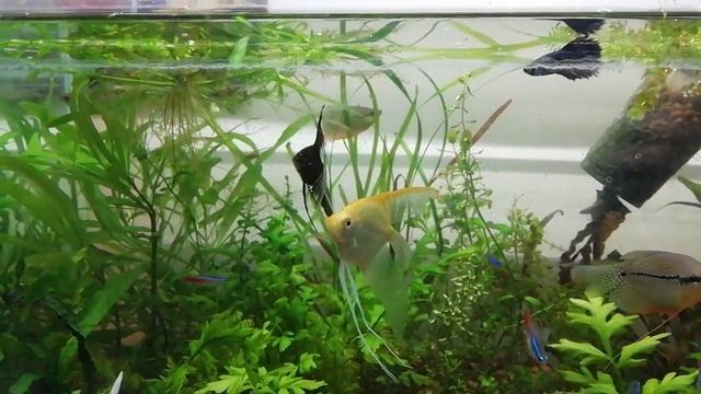 Жемчужные гурами целуются и кружатся