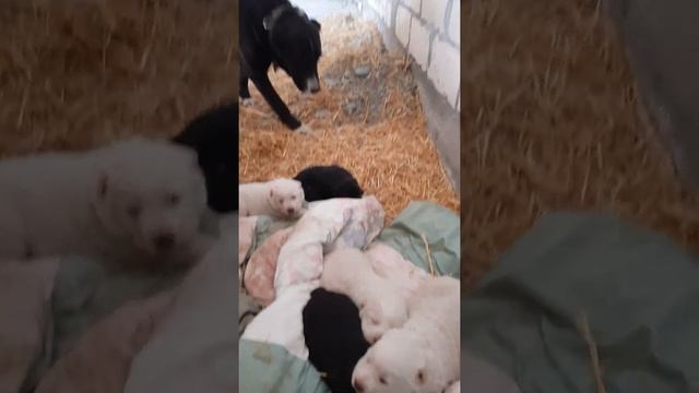 БУДУЩИЕ ВОЛКОДАВЫ ОСЕТИИ!