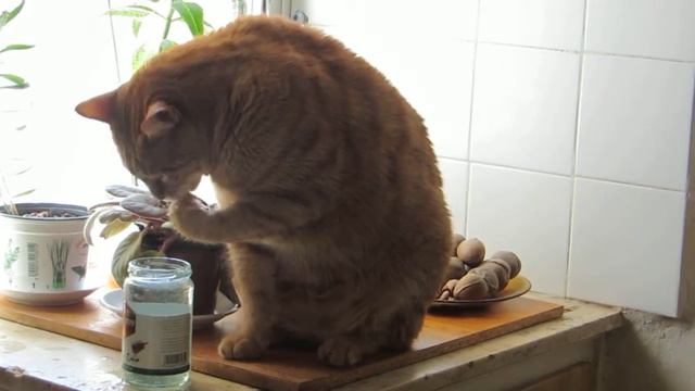 Братья наши меньшие! Кот Рыжик пьёт водичку  по особому!!!