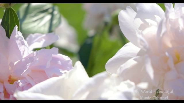 20d058aa410bb9432a0cac0ada860bb9