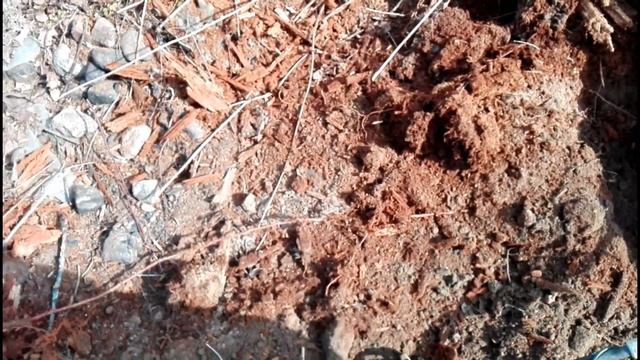 Два выхода!Коп и шурф!Монеты СССР!(Searching With Garrett ACE 250!)