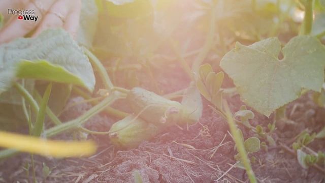 C1f51f9f57aff826100df7a517d8f945