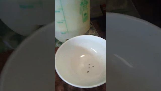 перші посадки квітів 18.12.23 року