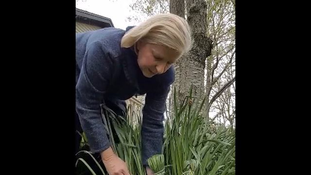 How To Care For Daffodil Leaves After Flowers Fade