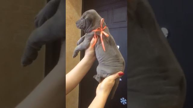 Девочка ...Тайский риджбек.. Продается..