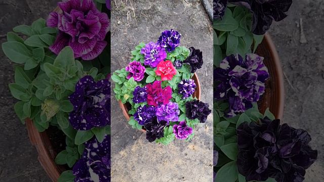 Микс из махровой вегетативной петунии!