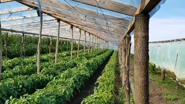 Помидор на мульче. Перец ПАДАЕТ от урожая. Крашу ПОМИДОР. ЭКСПЕРИМЕНТЫ продолжаются...