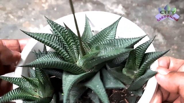 HAWORTHIA LIMIFOLIA Propagation Through Offset Division And Care Tips.