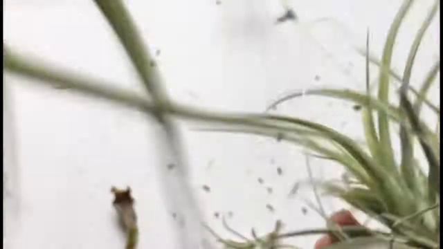 Depupping Your Tillandsia Grasspups