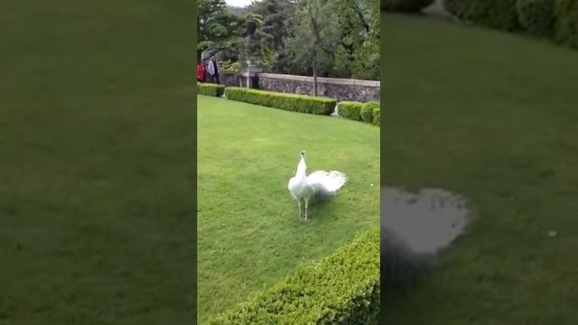 Сказочный павлин