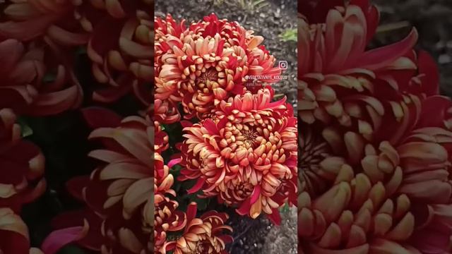 крупноголовые горшечные хризантемы позднего срока цветения #сад #цветы #растения #хризантема #дача