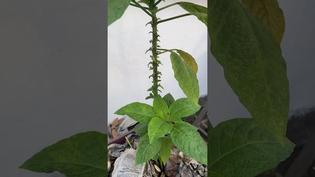 F9589fab46603a013b7d2fe1077f00d8