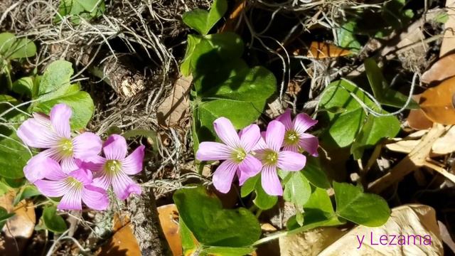 416- Little Bouquet Of Wild Flowers