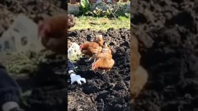 Ищем с девчонками: они червей, а я сорняки) #дача #куры #подружки #черви #длярыбалки