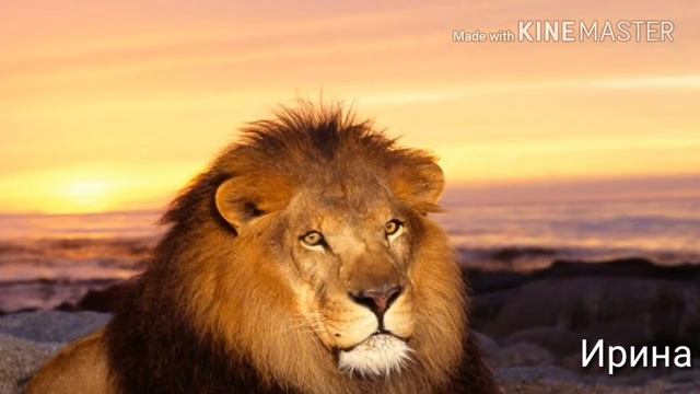 Джунгльные приключения