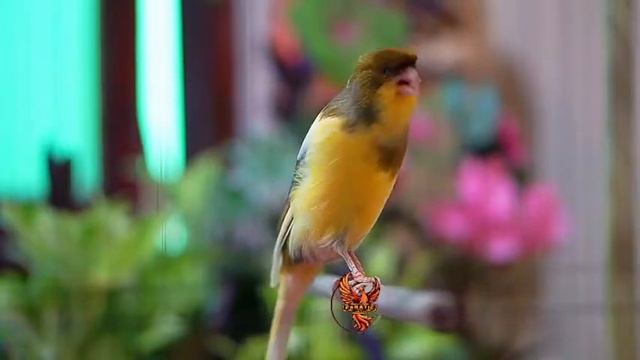 Canario Belga Cantando #157 Canto De Canário Belga Para Esquentar Qualquer Canário Frio