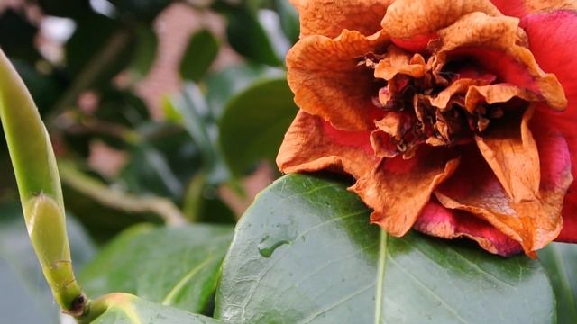 Nikon 1 J2 Video Test. Kit Lens 10-30mm