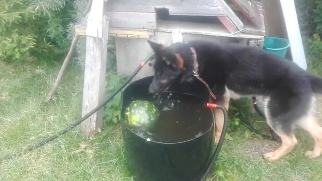 Улан с Красных Прудов и арбуз