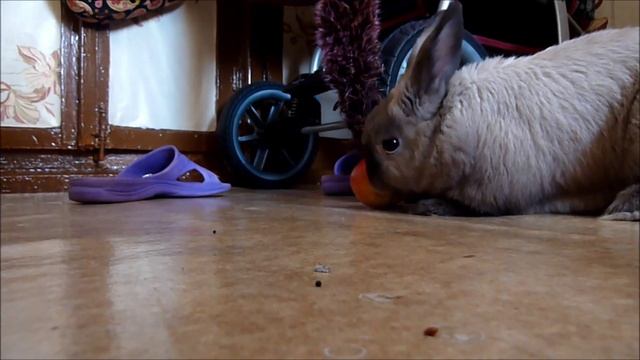 Домашний кролик