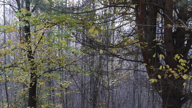 Ботанический заказник Чёртова борода.  Красивый лес. Спокойно течёт ручей. Беларусь. Витебск Belaru