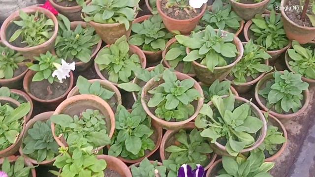 Red Tip Photinia Petunia Gerbera Portulacas Rose Plants At Bagbazar Flower Plants Market || Tala Ha