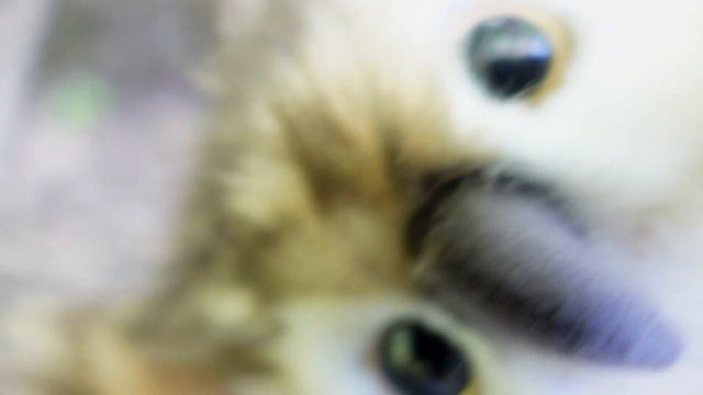 How to make delicious pizza for free