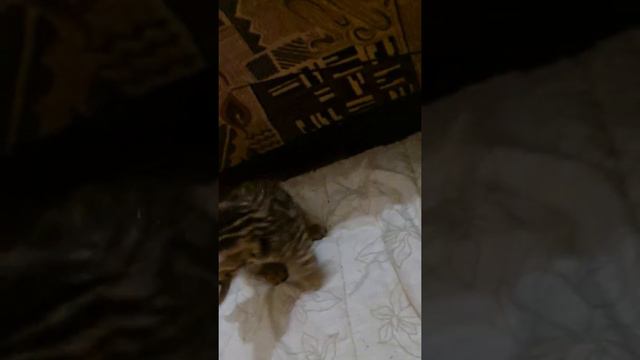 Маленькие кисики, мои пупсики, бенгальские мальчишки Ф1, гибриды