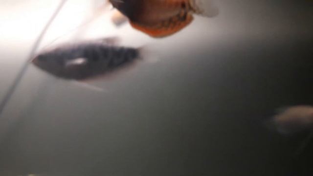 Гурами - солнечная, платиновая, голубая. Сомик. Улитки. Аквариум.