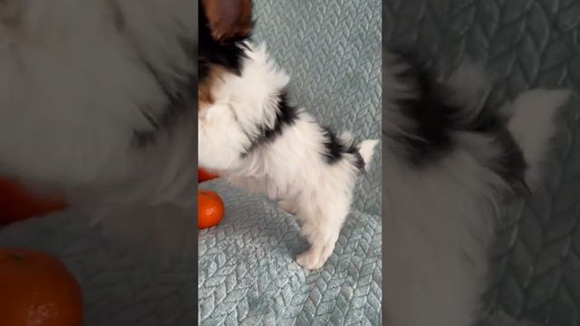 Малыш Винтик бивер 2 мес Продажа