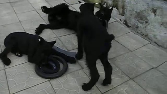 Ea92a10467613eca600fe986f65e54a4