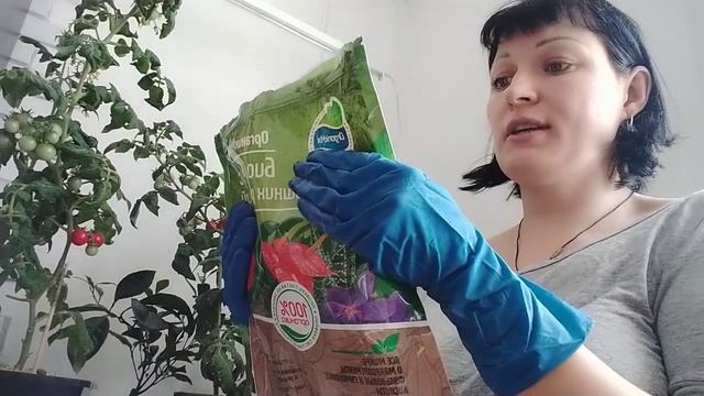 Томат ? Каменный Цветок . Мой опыт ???как вырастить томат на окне дома.