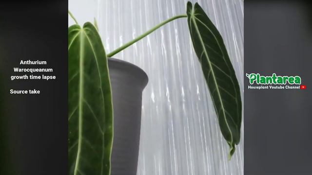 Timelapse Proses Pertumbuhan Tanaman Hias Lidah Gajah Anthurium Warocqueanum