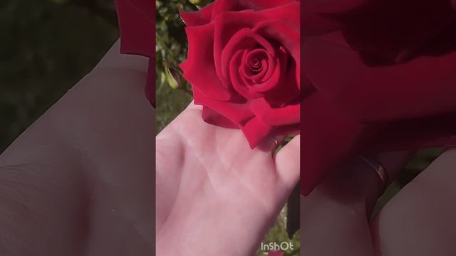 Эти парфюмы способны подарить удовольствие - коллекция Rose Edition!